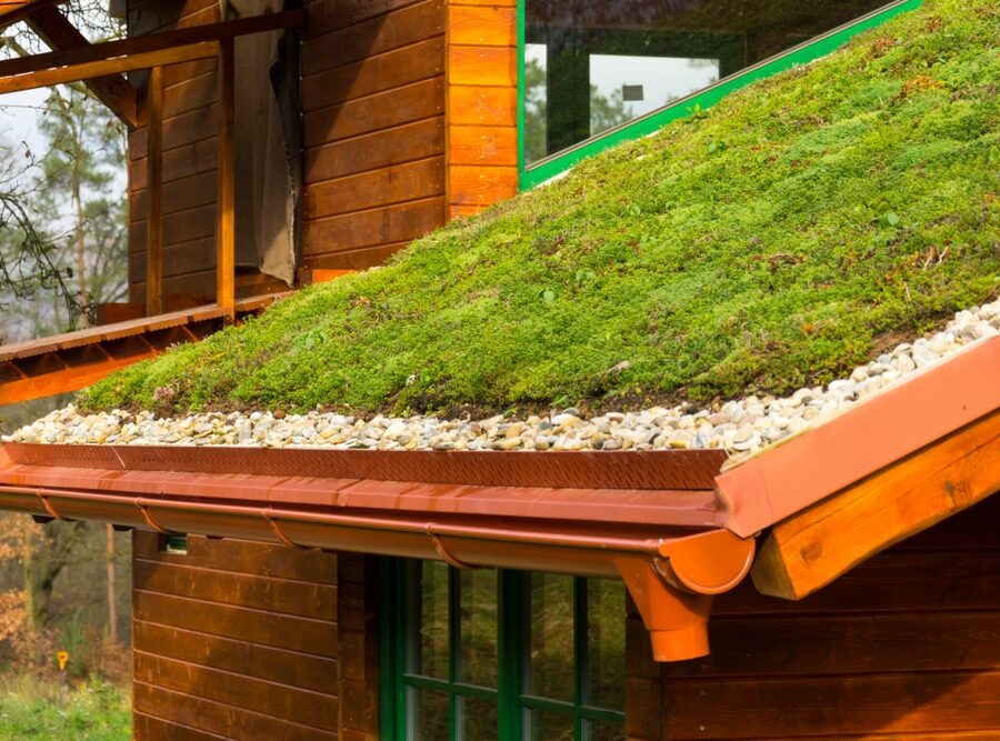 Toiture végétale